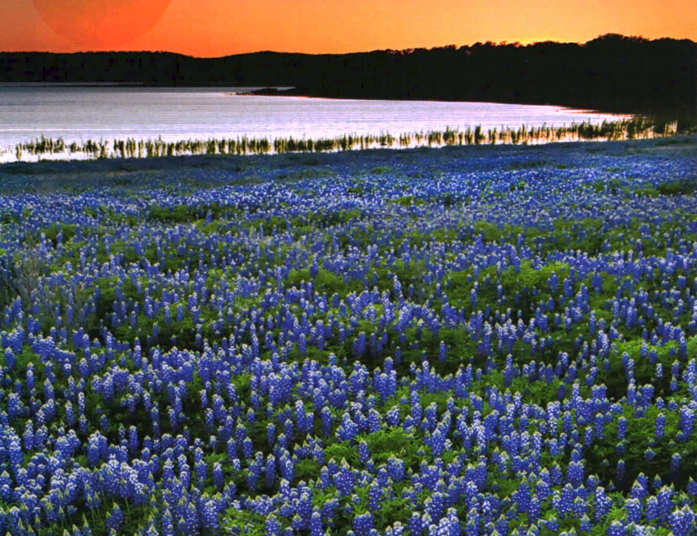 A field of bluebonnets next to a body of water at sunset