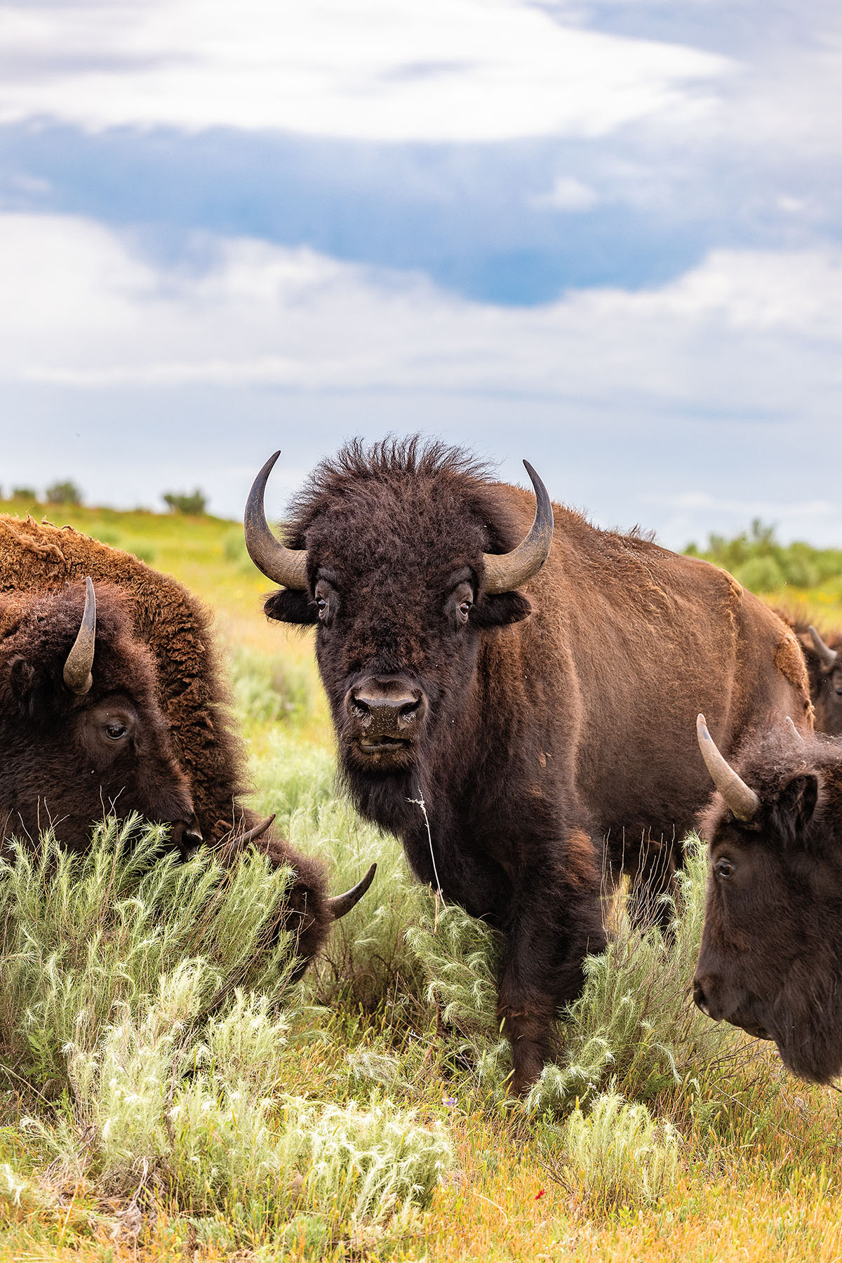 A brown bison with light brown hrons looks directly into the camera