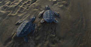 Catch a Rare Chance to Watch the Release of Sea Turtle Hatchlings at Padre Island Next Week