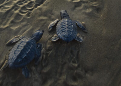 Catch a Rare Chance to Watch the Release of Sea Turtle Hatchlings at Padre Island Next Week