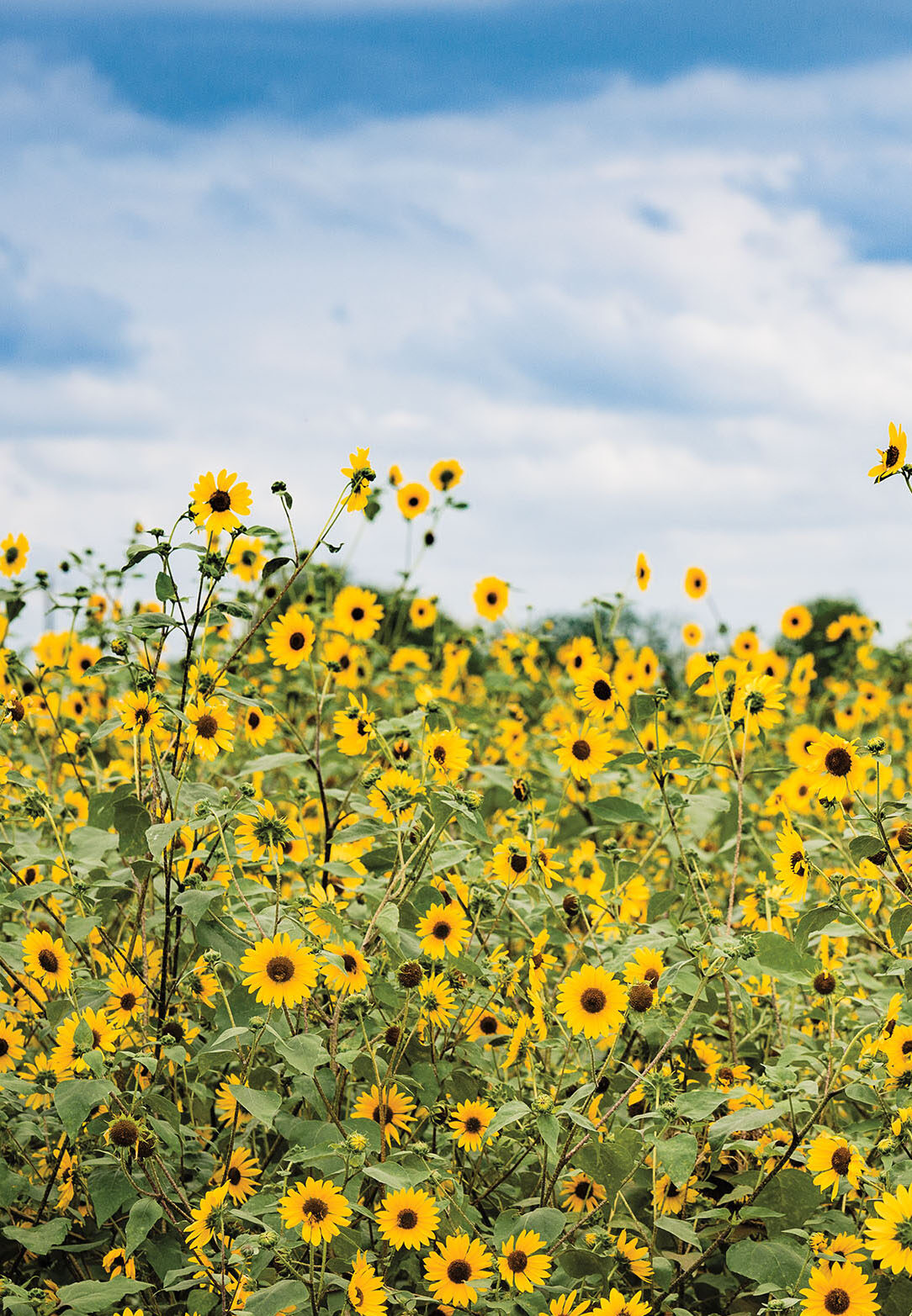 Bright yellow sunflowers in a field under a cloudy blue sky