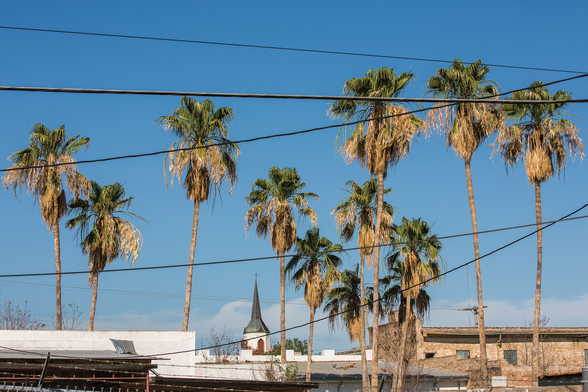 Palm trees grow above the tops of a church