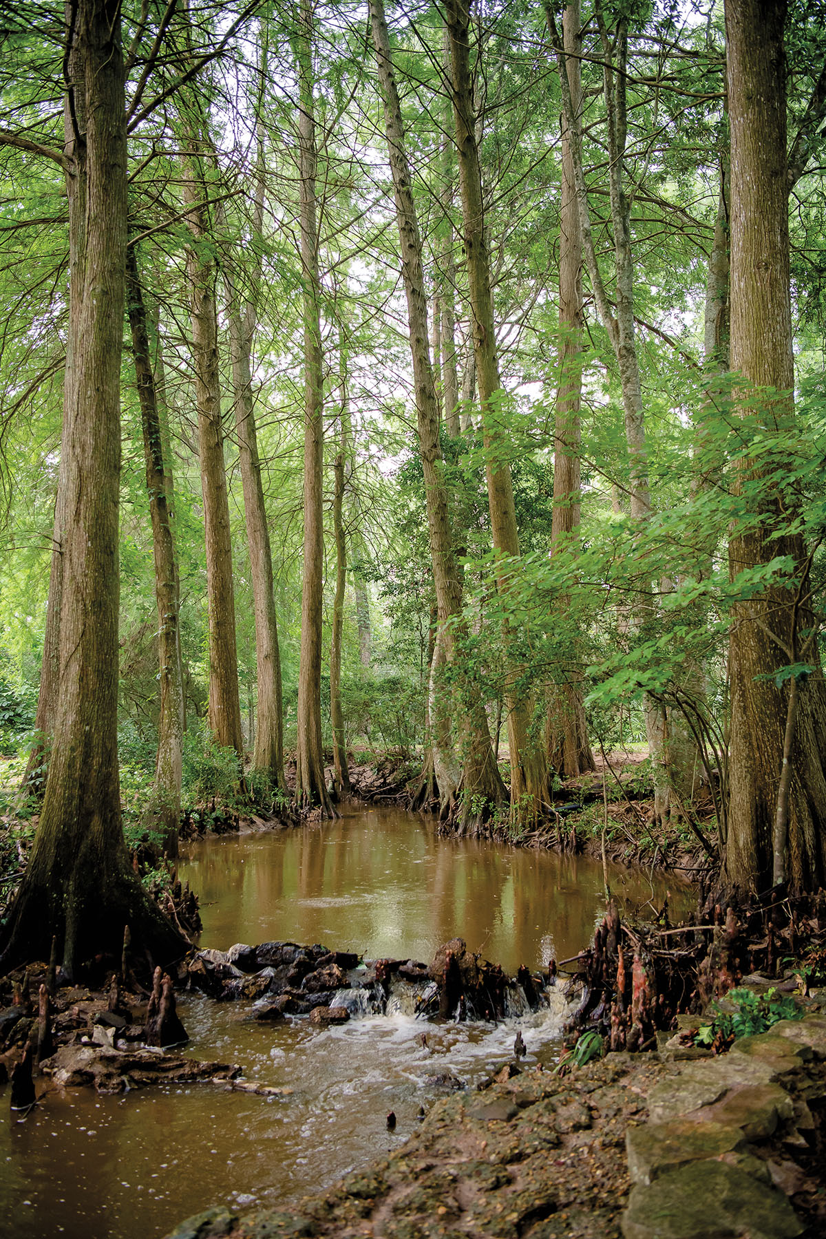 Tall green trees around a green-brown body of water