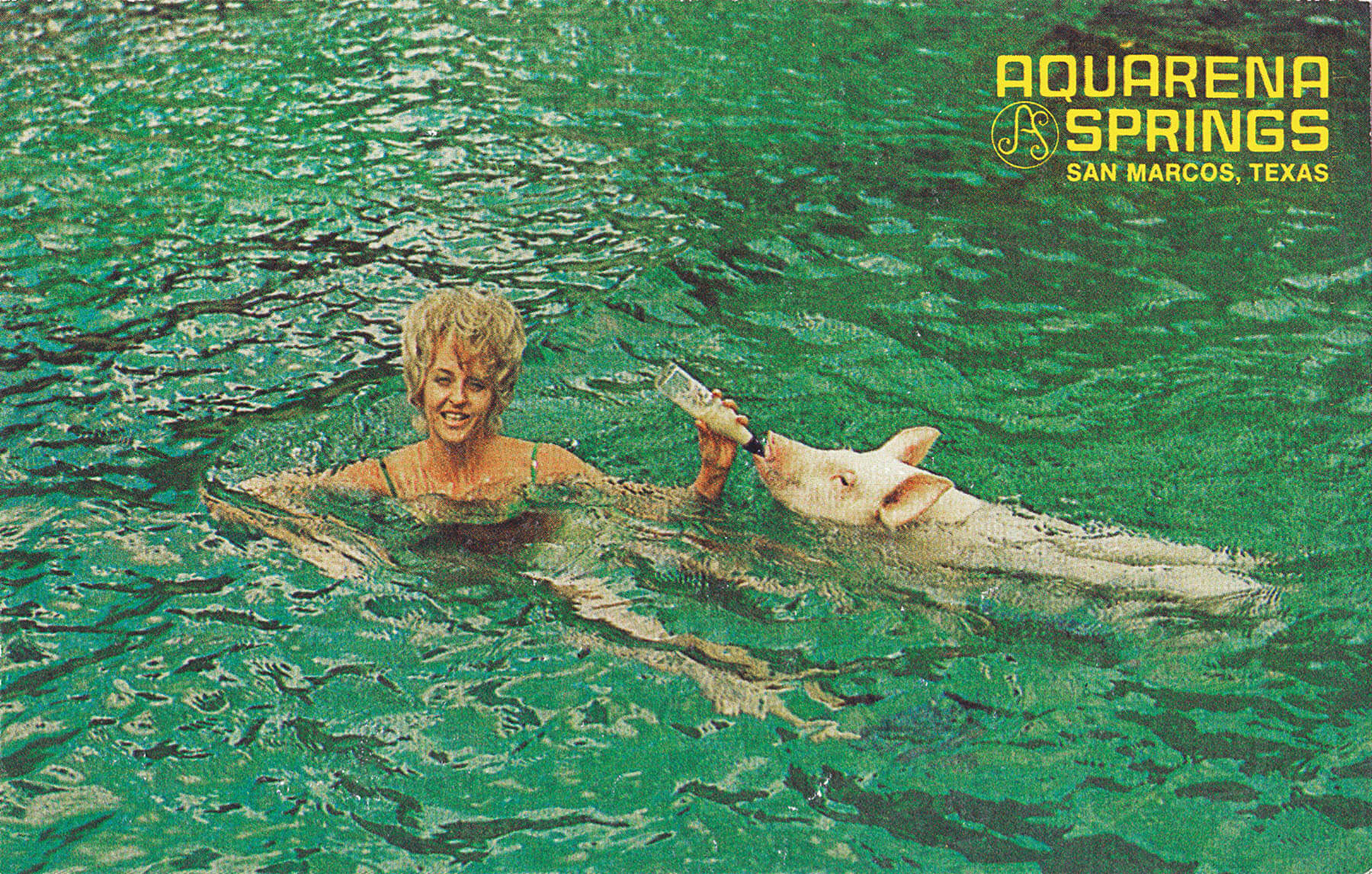 A woman swims with a pig in bright green water