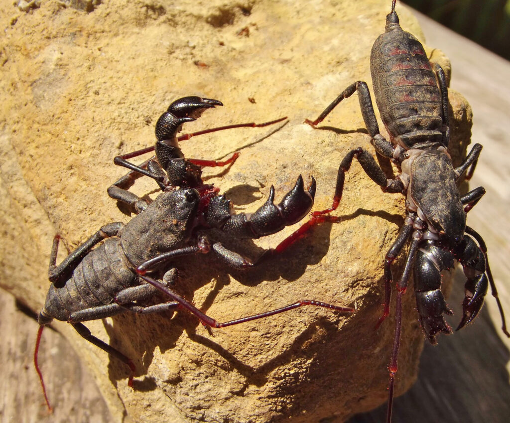 Two dusty, dark-colored insects crawl on a tan rock