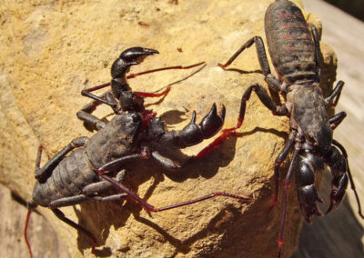 Meet the Vinegaroon, Big Bend National Park’s Elusive, Vinegar-Spewing ‘Wild Scorpion’