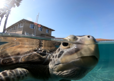 In New Tours, University of Texas’ Marine Science Institute in Port Aransas Features Aquatic Creatures