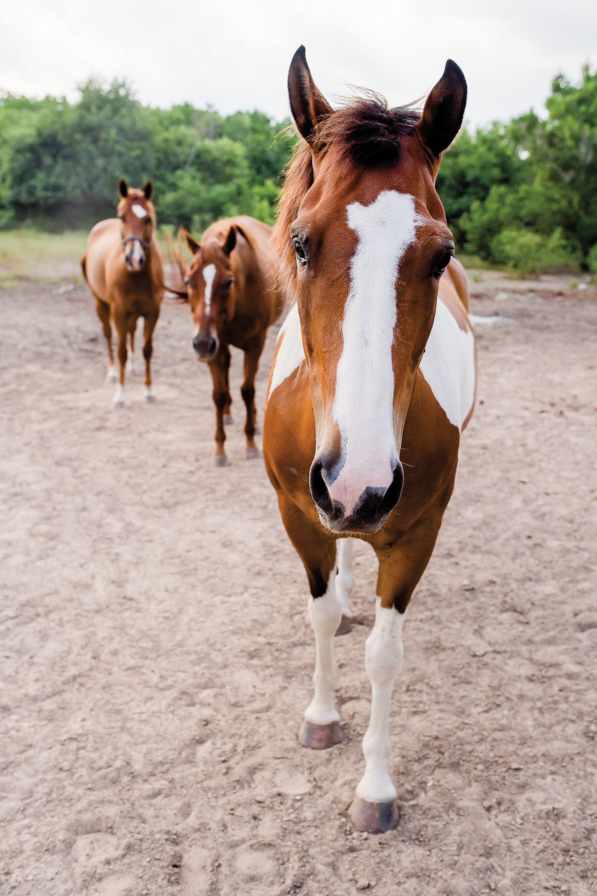 A group of brown and white horses walk on a dirt path