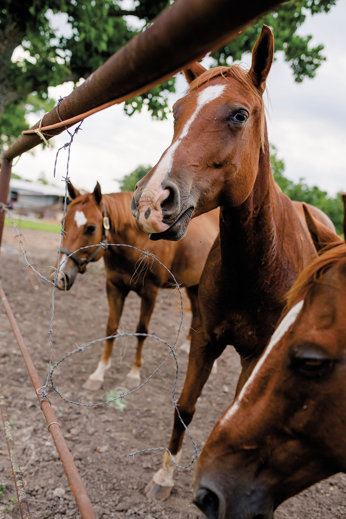 Brown horses with a small white patch on their nose stand in a pasture