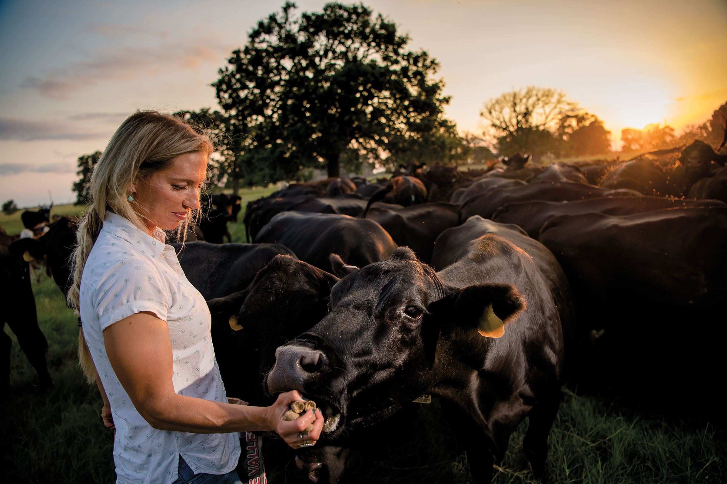 A woman feeds a cow from her hand in golden sunlight