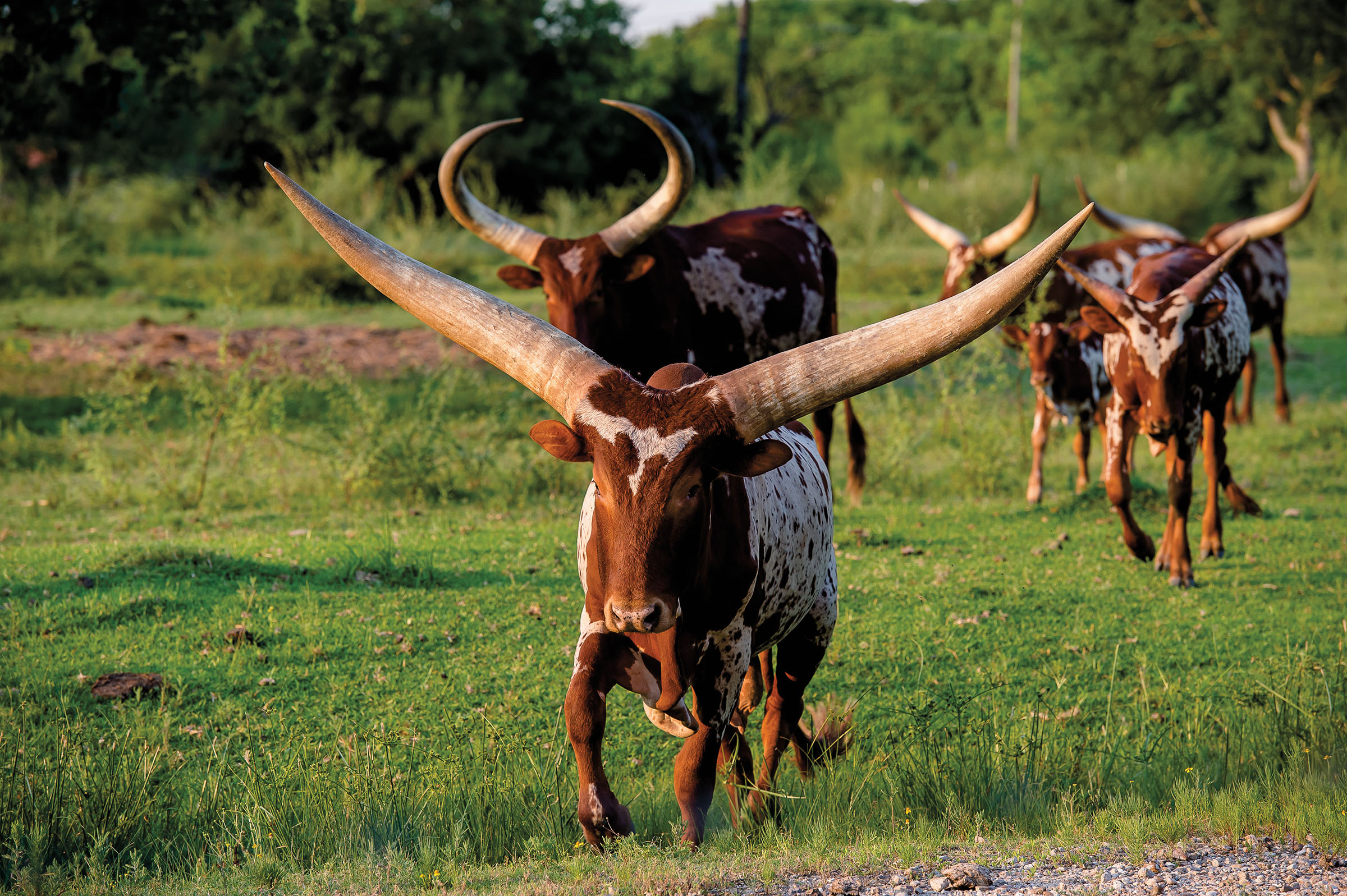 A group of cows with very wide, long horns in a grassy field