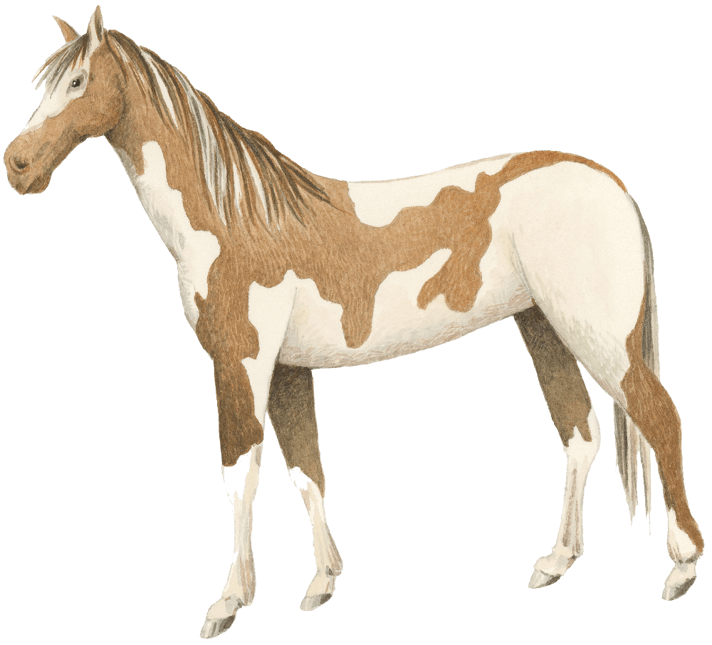 An illustration of a horse with large white and tan splotches
