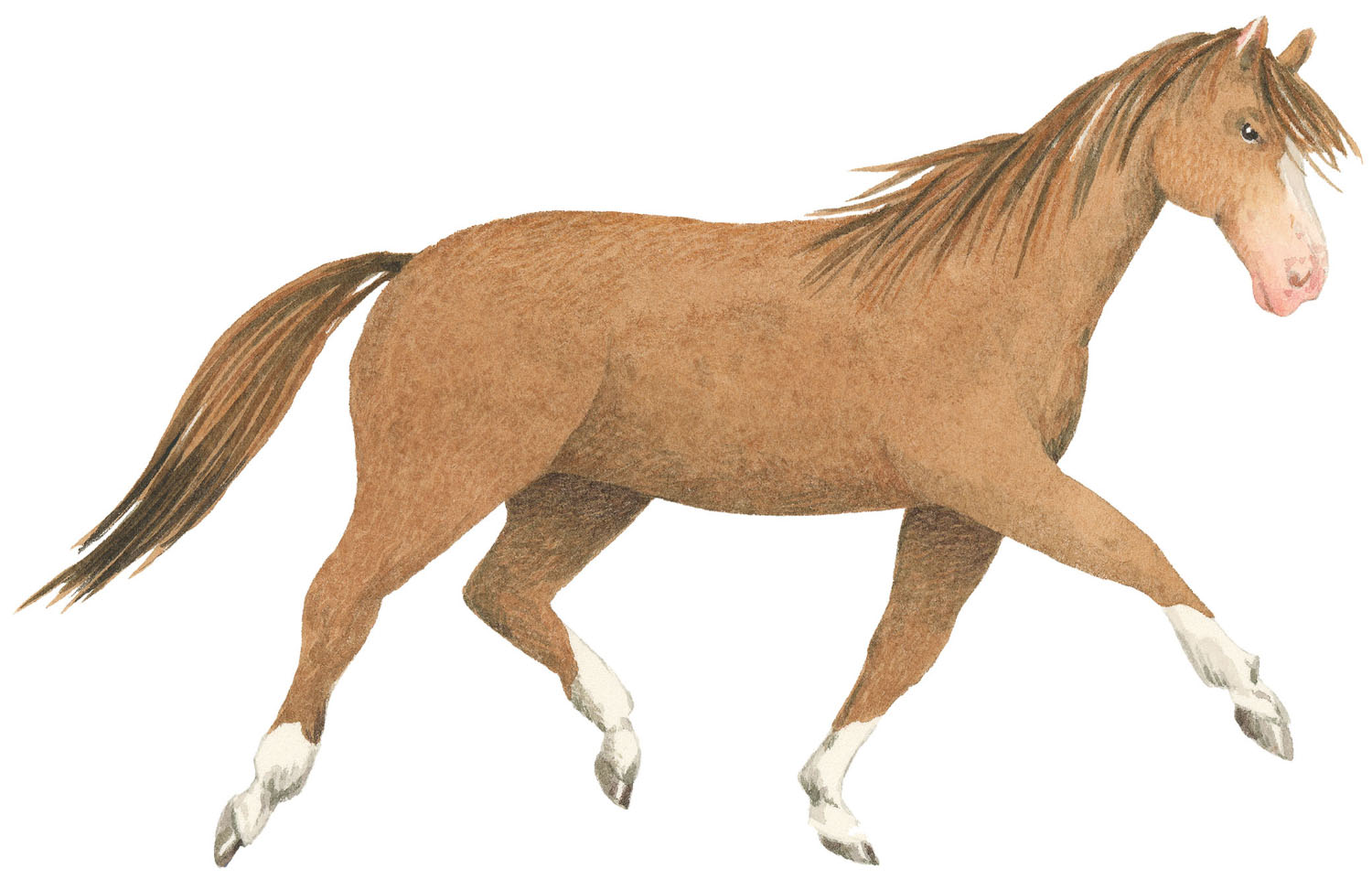 A light brown horse with a long mane and tale illustration
