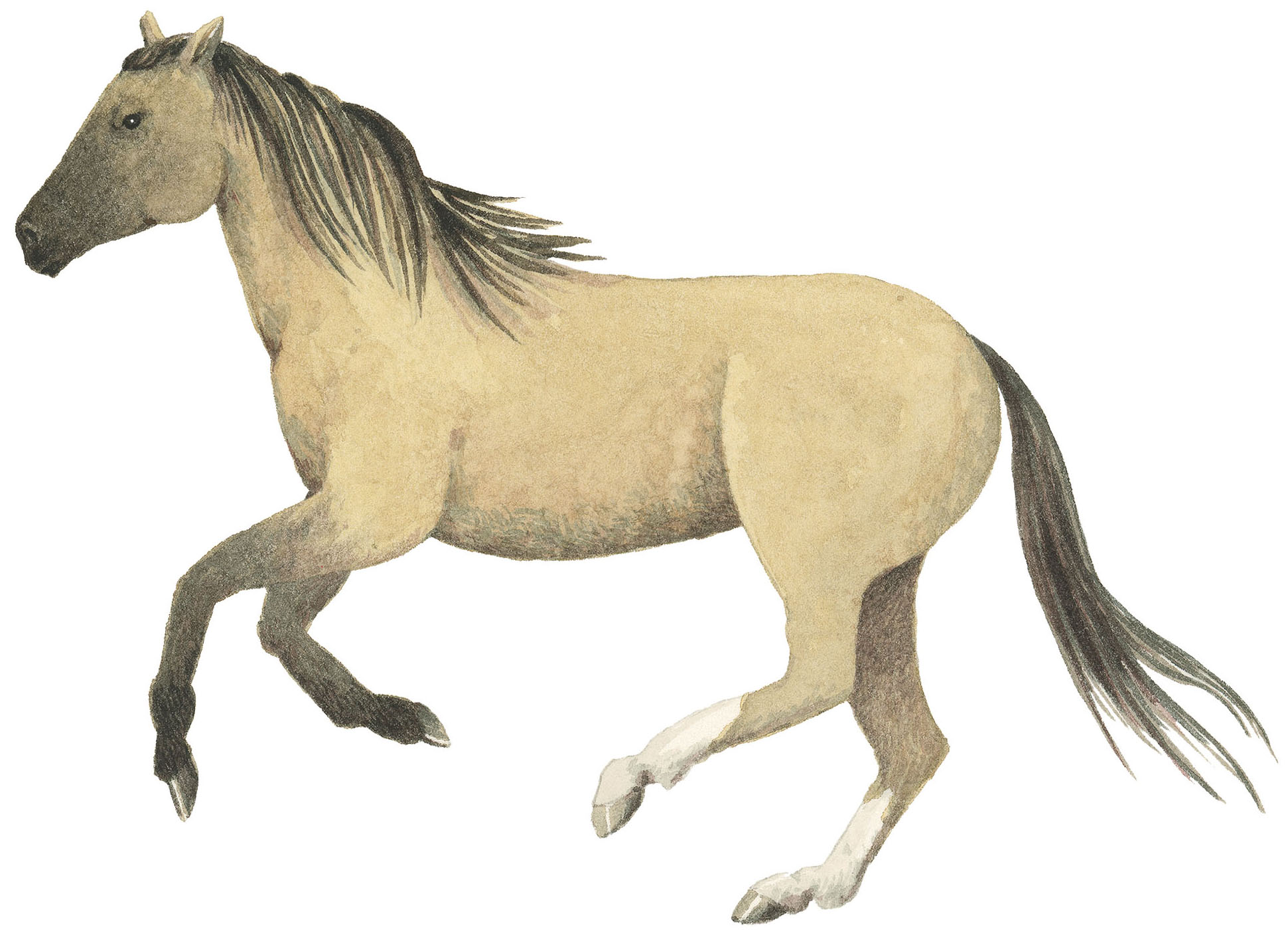 A tan and gray horse illustration