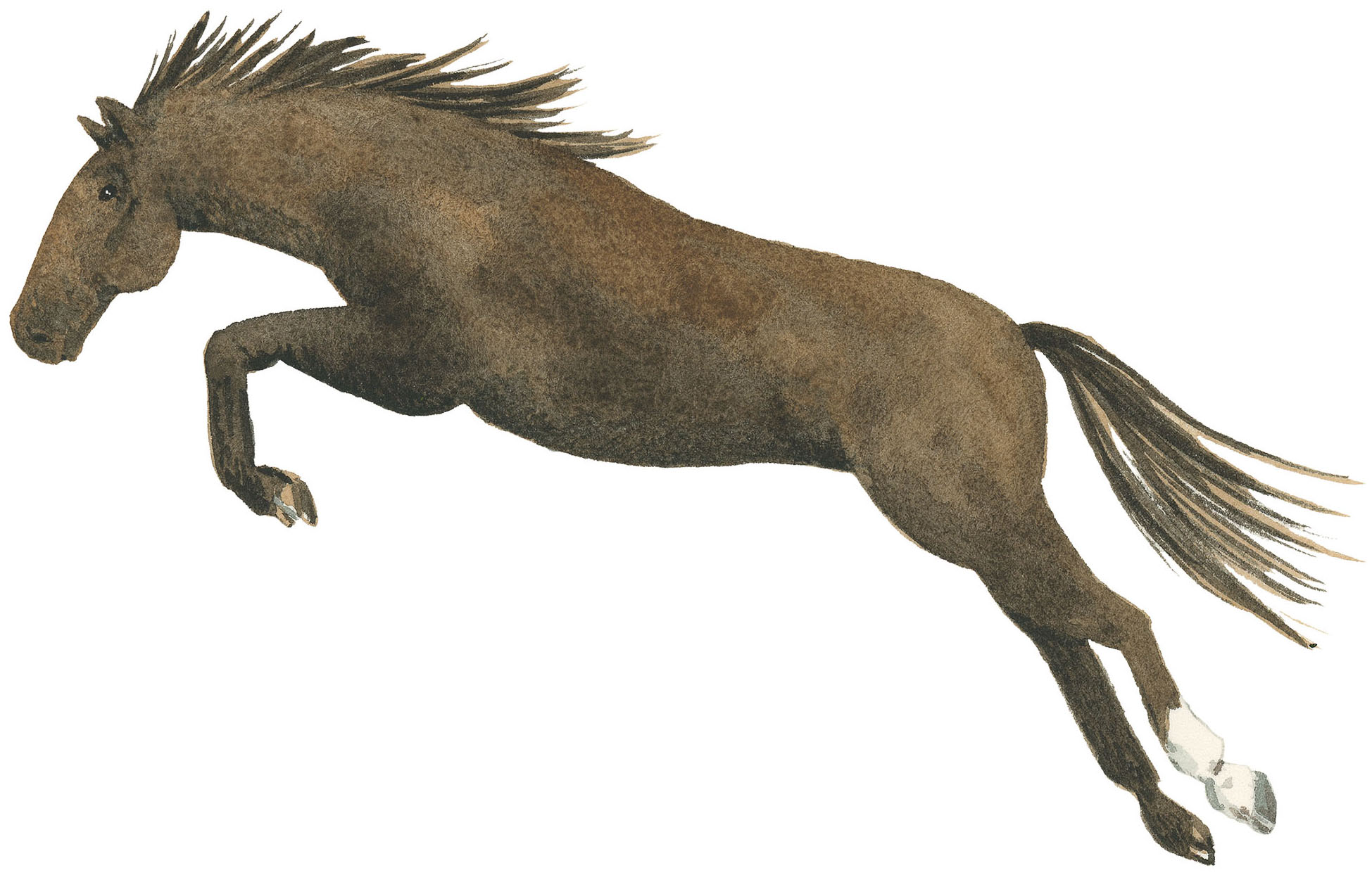 A brown horse leaping through the air illustration