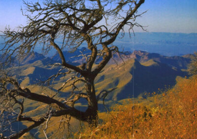 Life Returns to the Chisos High Country