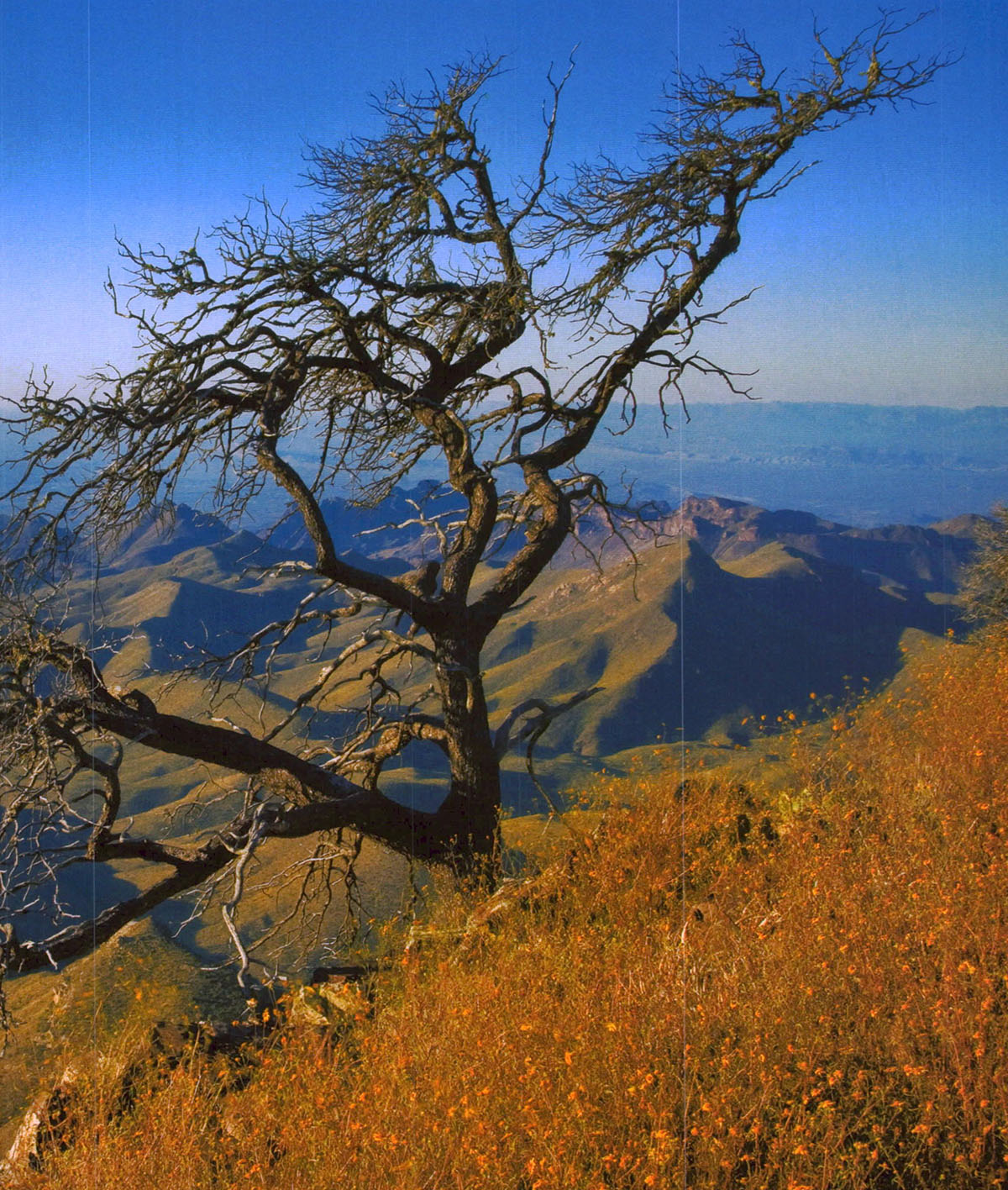 Tree with numerous branches in the foreground and mountains in the background