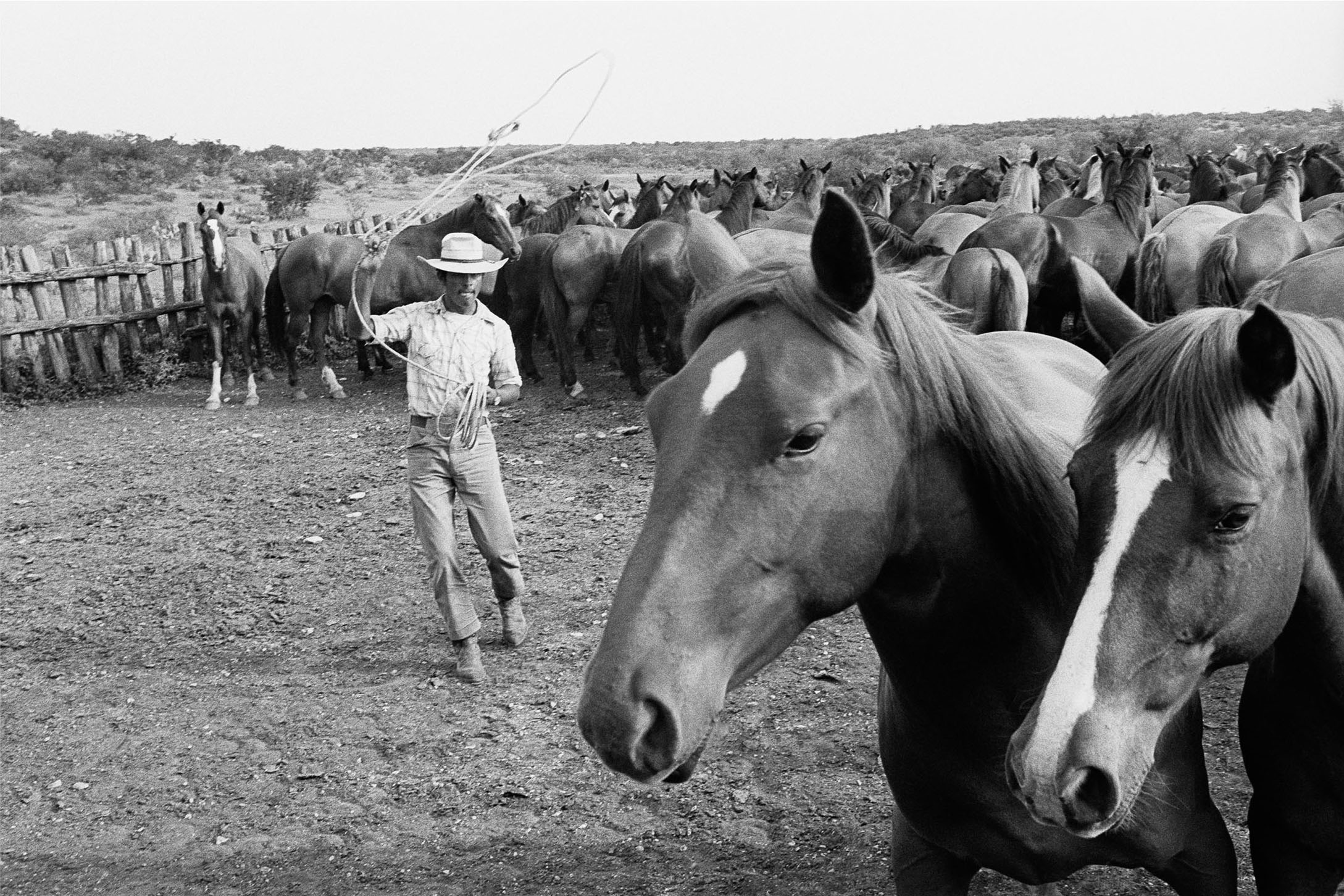 A black and white photo of a man in a cowboy hat next to large horses