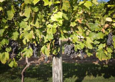Texas Winemakers Get Creative After a Year of Wild Weather Challenges