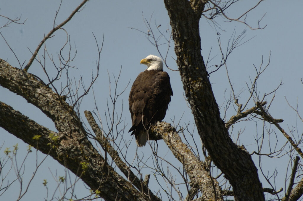 A bald eagle sits in a tree looking to the left in front of blue sky