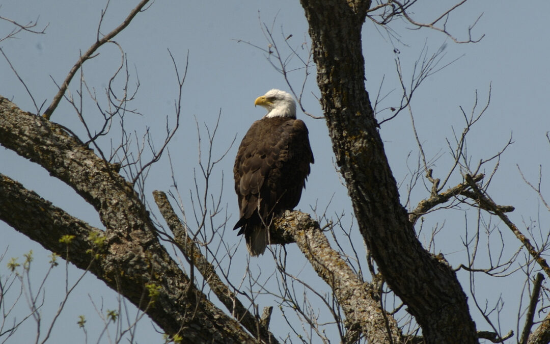 Where to See Bald Eagles in Texas this Fall and Winter