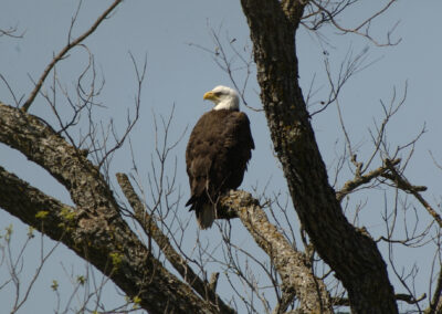 Where to See Bald Eagles in Texas this Fall and Winter