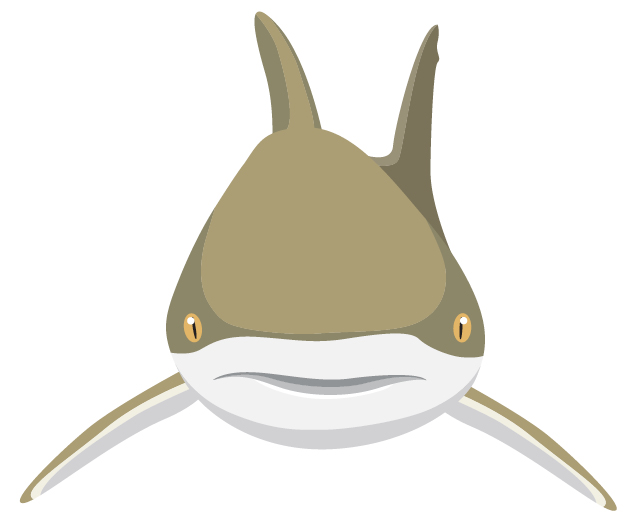 An illustration of a shark