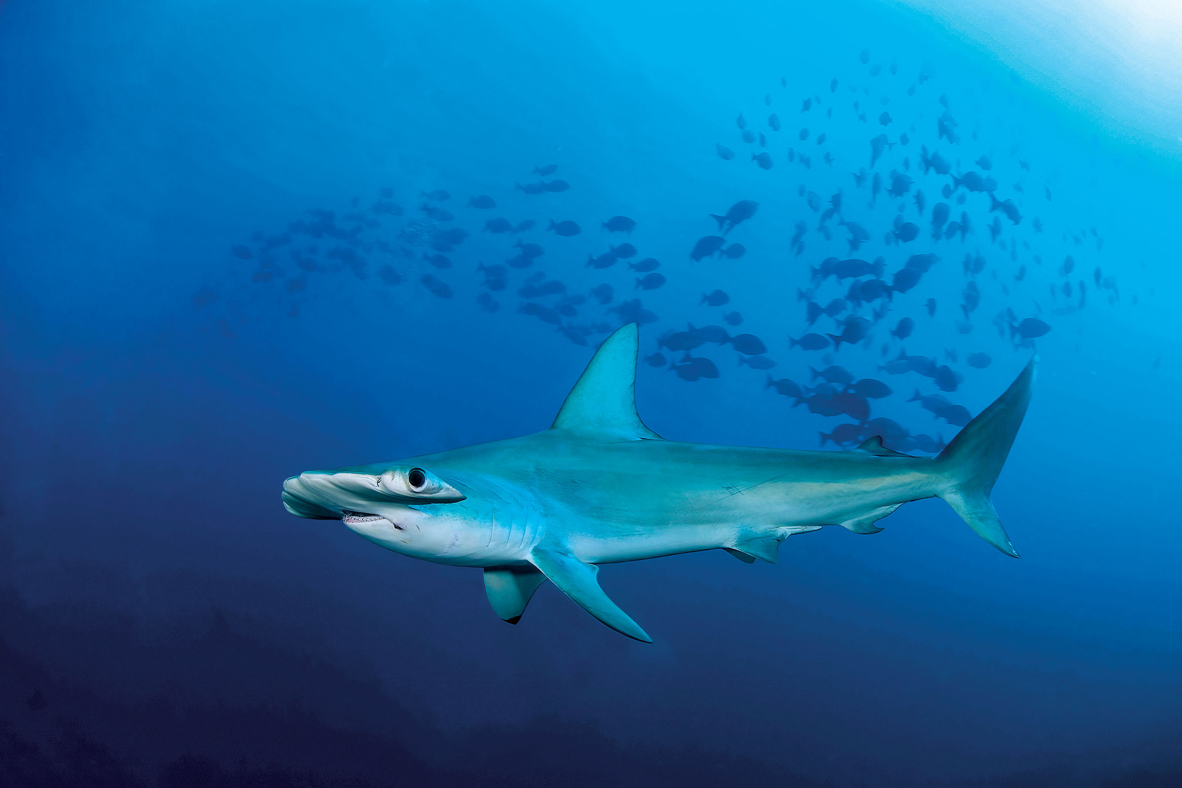 A large shark swims near a group of smaller fish in deep blue water