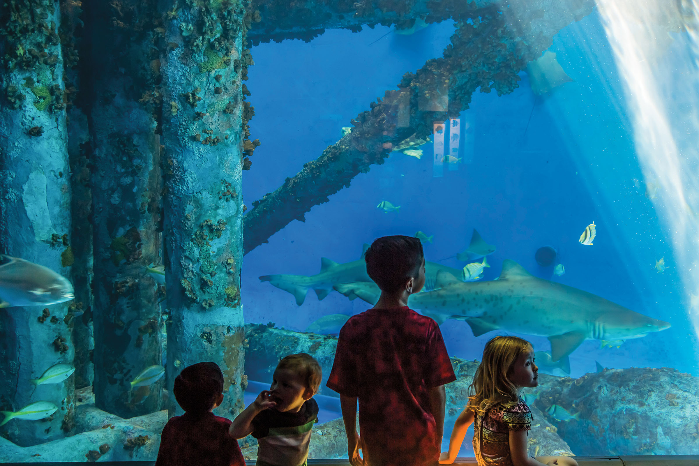 Four children stand in front of a bright blue aquarium window looking at sharks