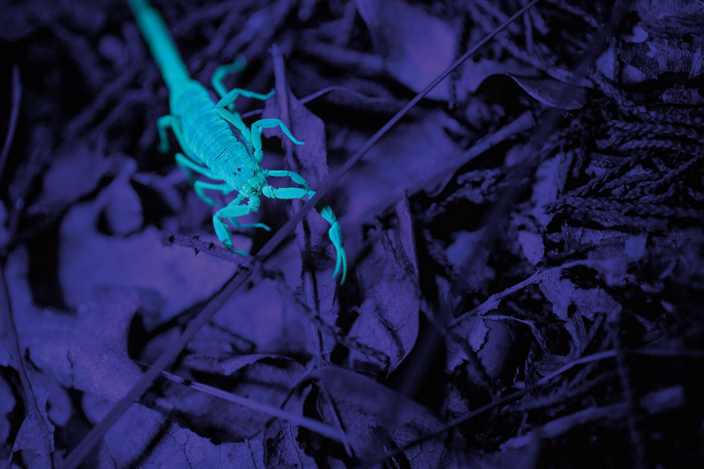 A scorpion glows bright blue on a dark blue/purple background outdoors