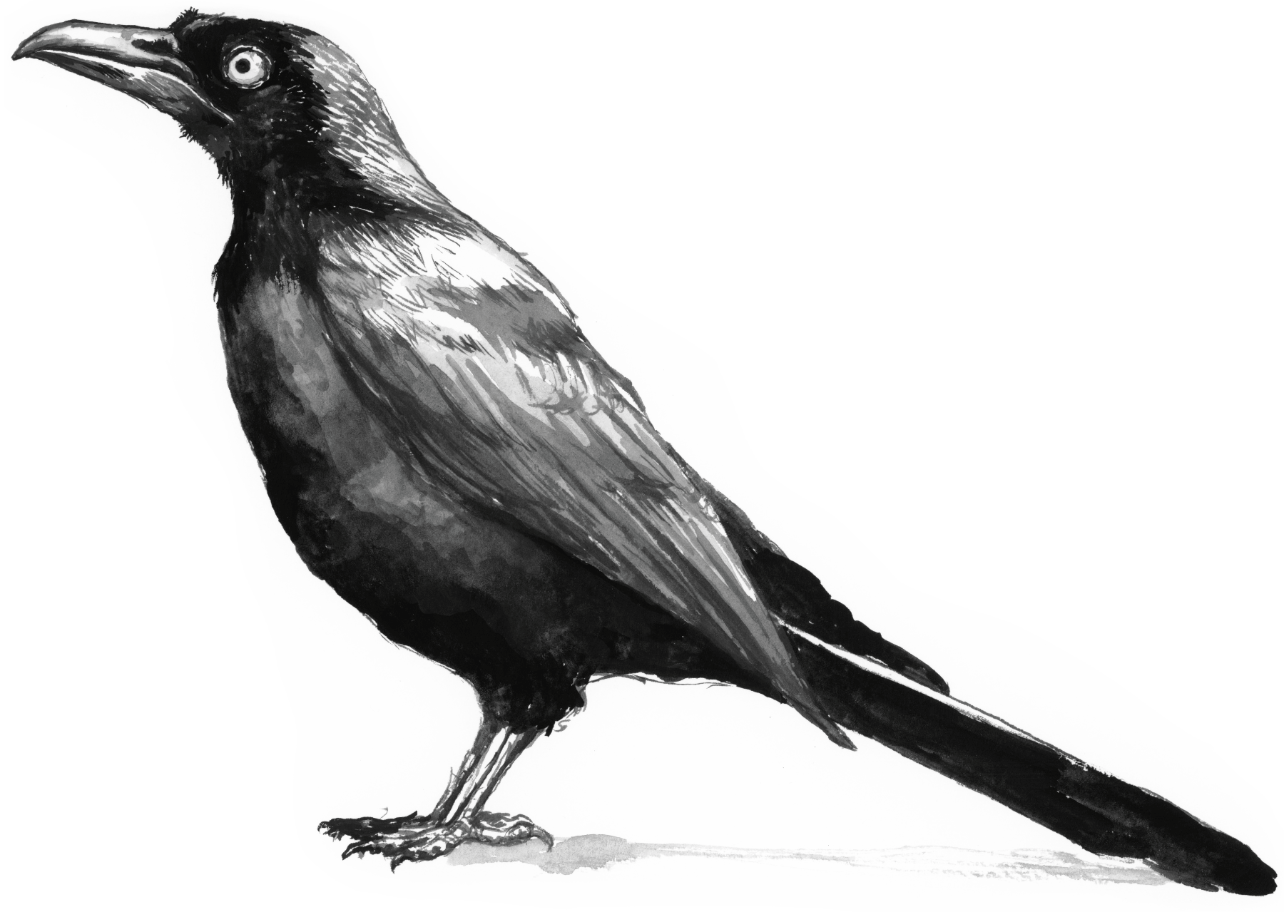An illustration of a large black grackle looking to the left