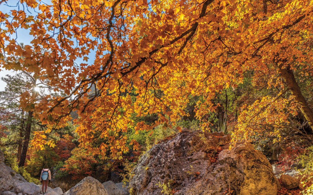A Wet Summer Bodes Well for a Colorful Fall at Guadalupe Mountains
