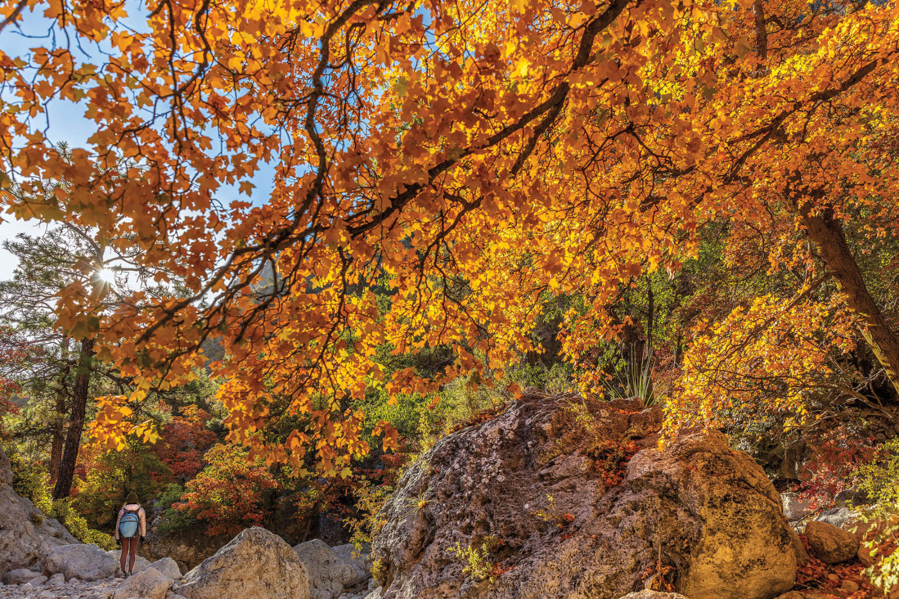 Bright orange leaves dominate a scene on a rocky surface with a lone hiker on a trail. Blue sky peeks through some leaves.