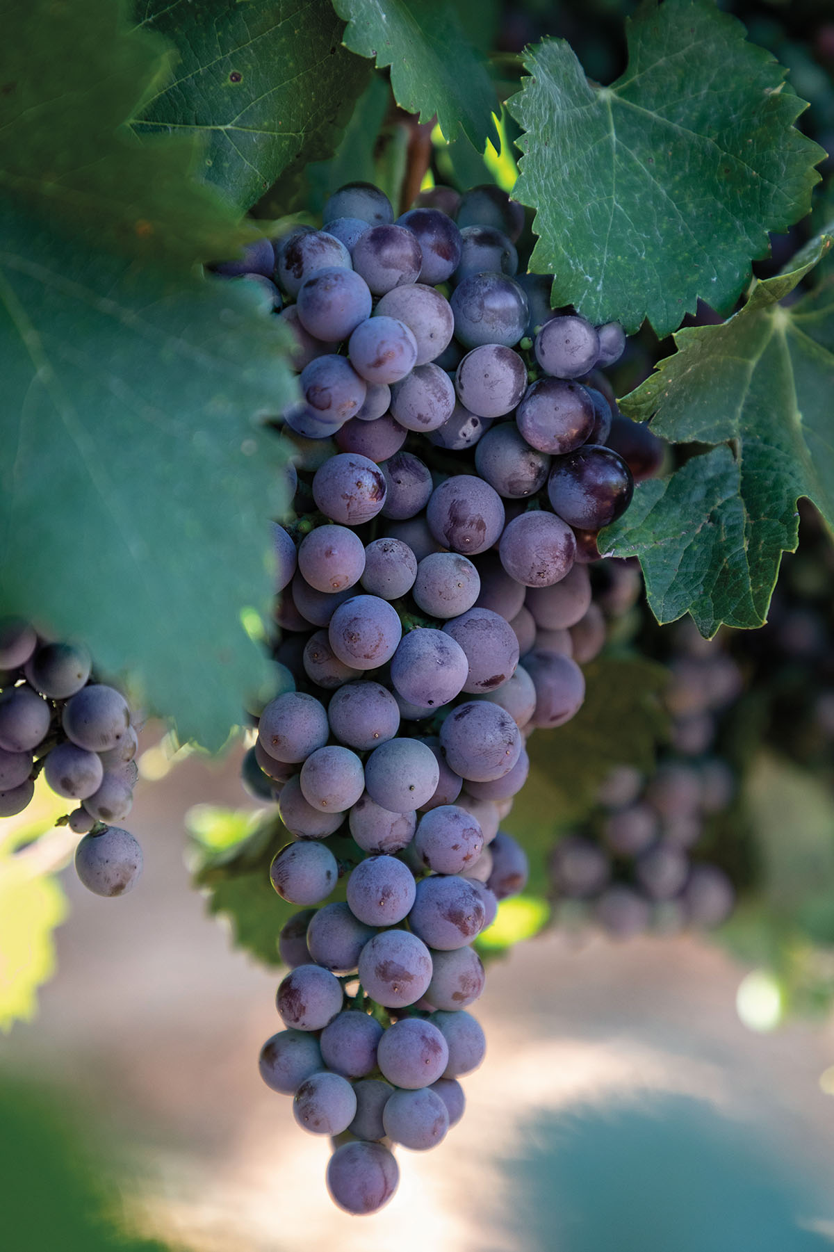 A bunch of dark purple grapes hang from a dark green vine