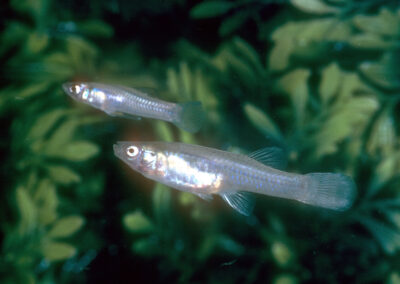 Farewell to a Fish: Once Found Only in the San Marcos River, the San Marcos Gambusia Has Gone Extinct