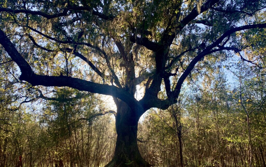 A a gnarled old oak tree with rays of sunlight beaming through the branches in Brazoria County. Photo by John Nova Lomax. 