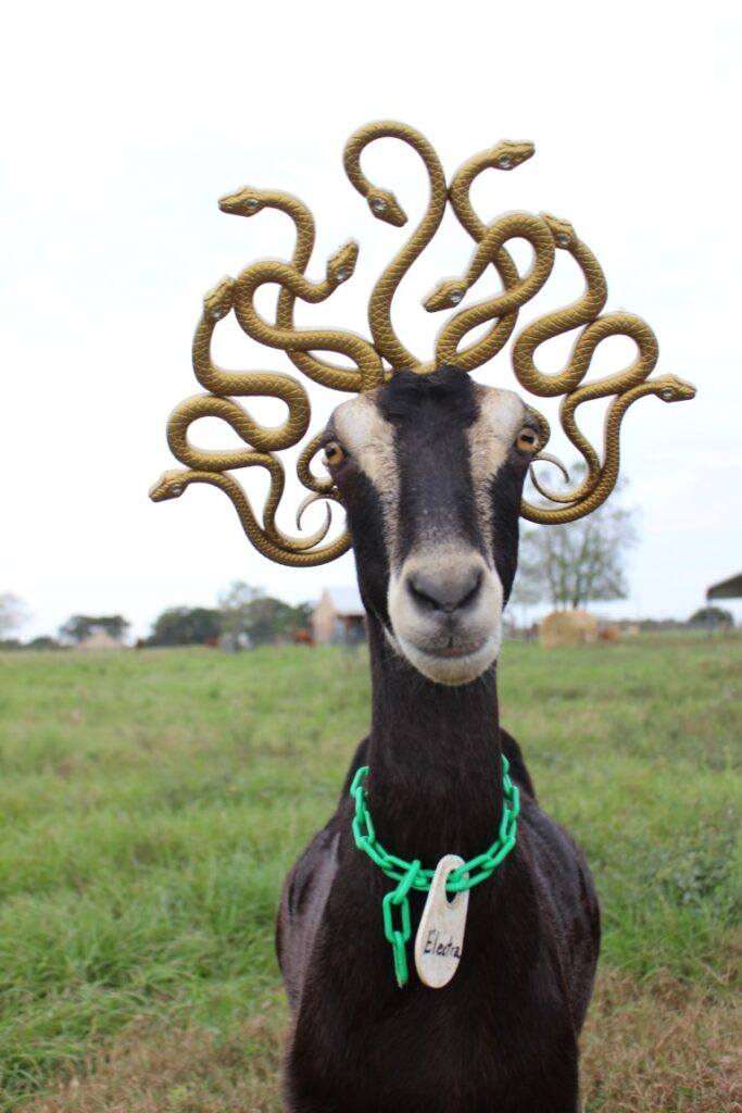 Electra, a black goat at Blue Heron Farm, wears a Medusa-inspired headpiece, with plastic snakes. 