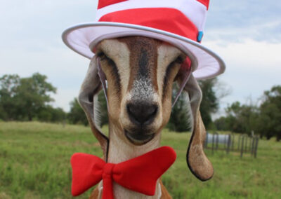 Halloween Makes Social Media Stars of Blue Heron Farm’s Goats