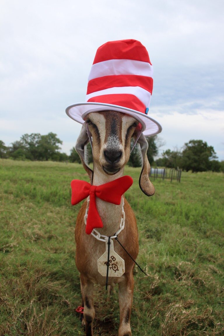 A goat stands in a green field wearing a red and white striped cat in the hat style hat and red bow tie