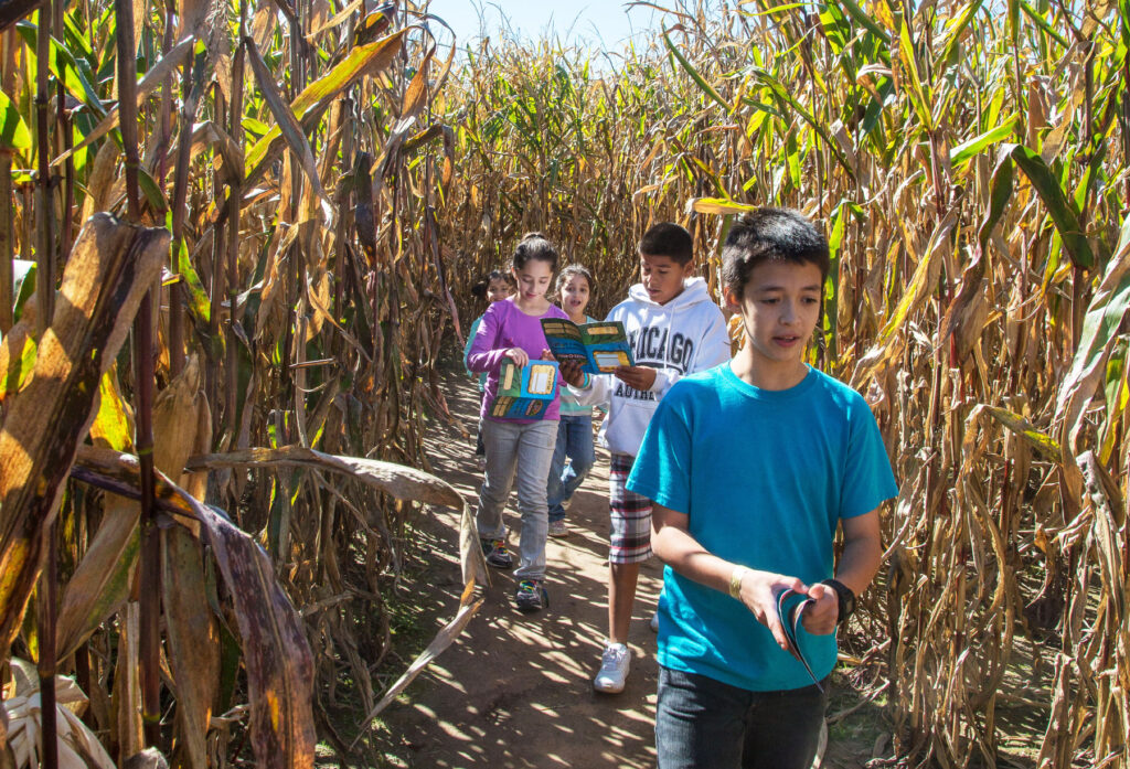 A group of children holding maps make their way through a corn maze