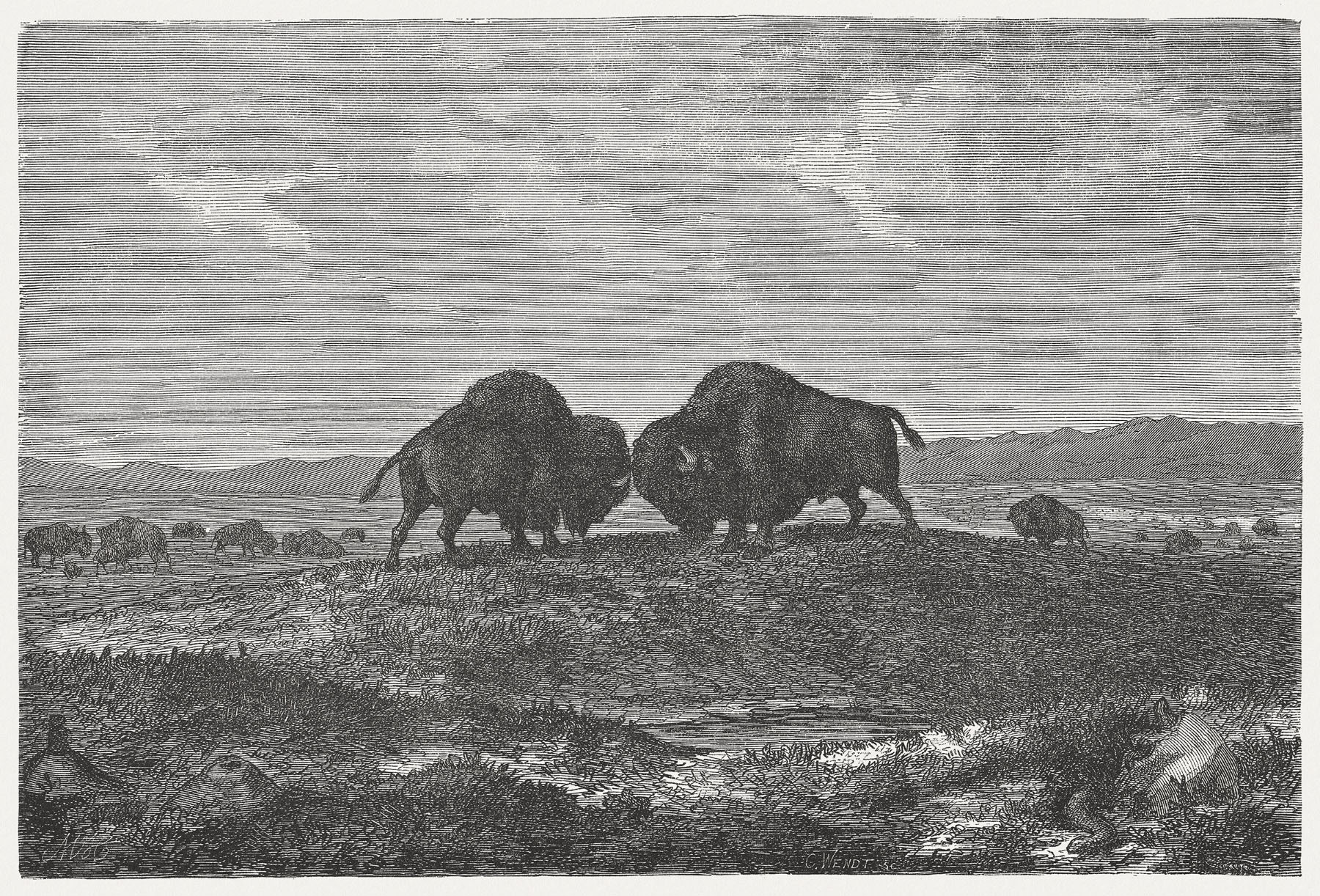 A wood carving print of two bison about to engage in a display of force by ramming their heads together