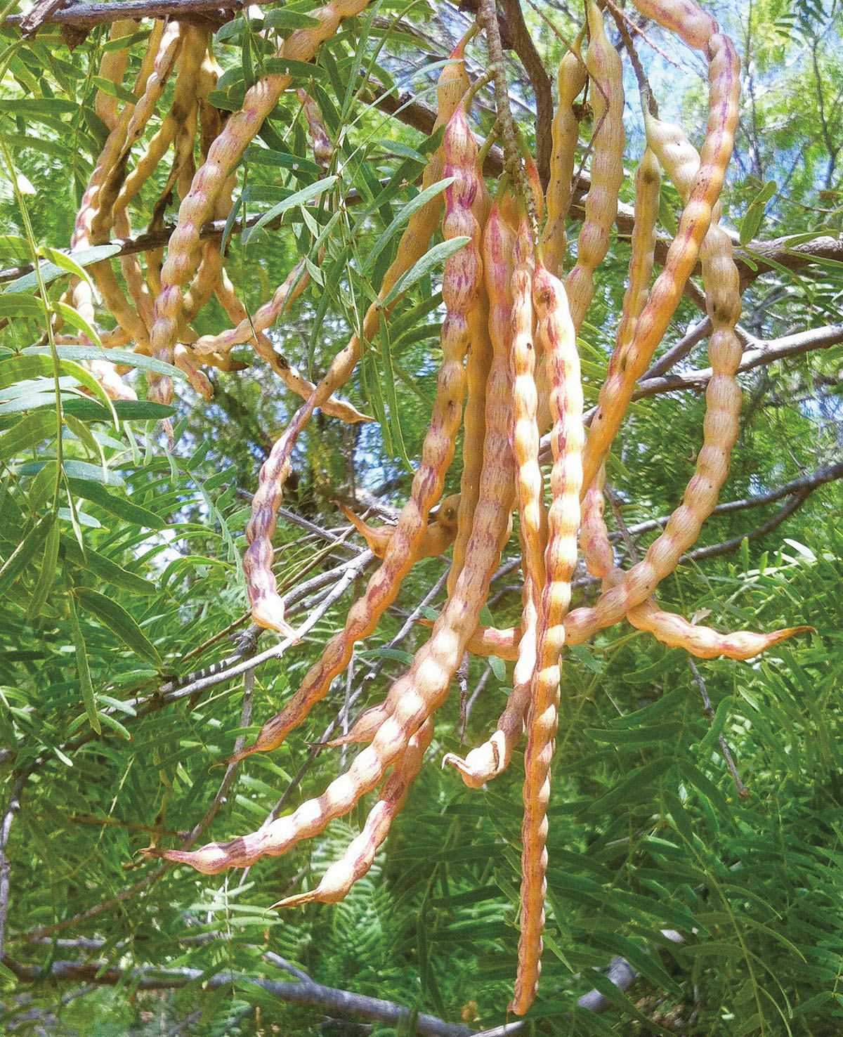 Long, string-like mesquite pods hang from a green tree