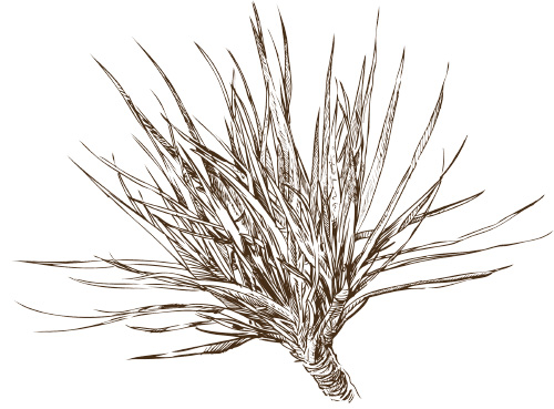 A line illustration of a grassy plant