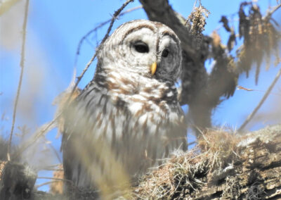 Spot Owls From Home During the Texas Nature Trackers’ Halloween Hootenanny