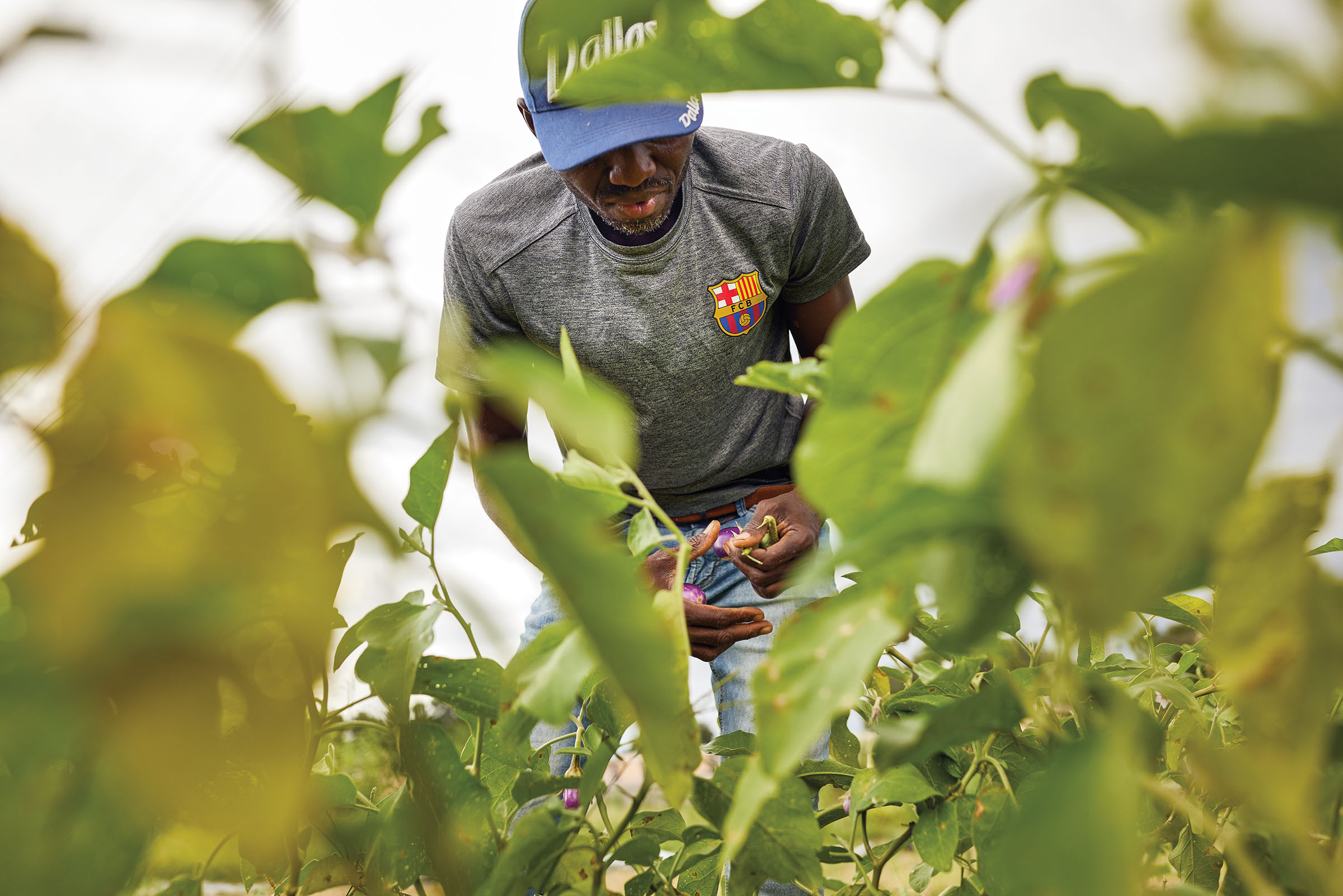 A man in a blue baseball cap stands in a field of green leaves