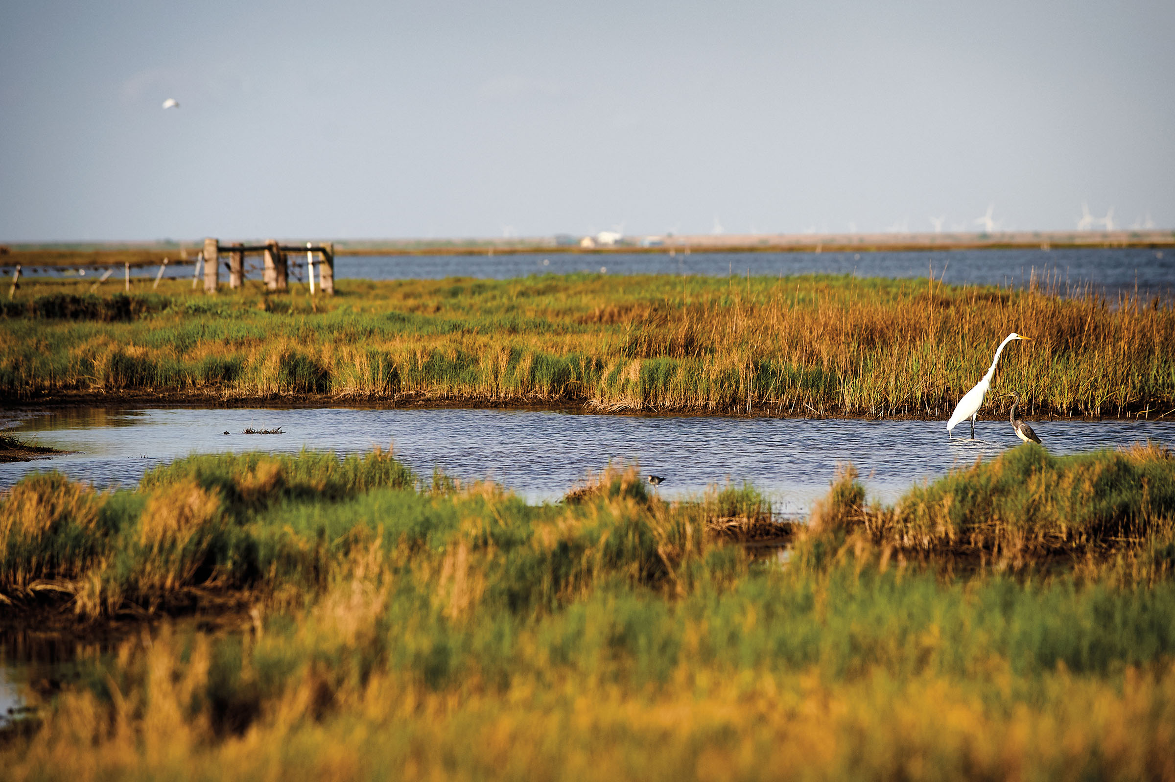 A white bird wades through the marsh