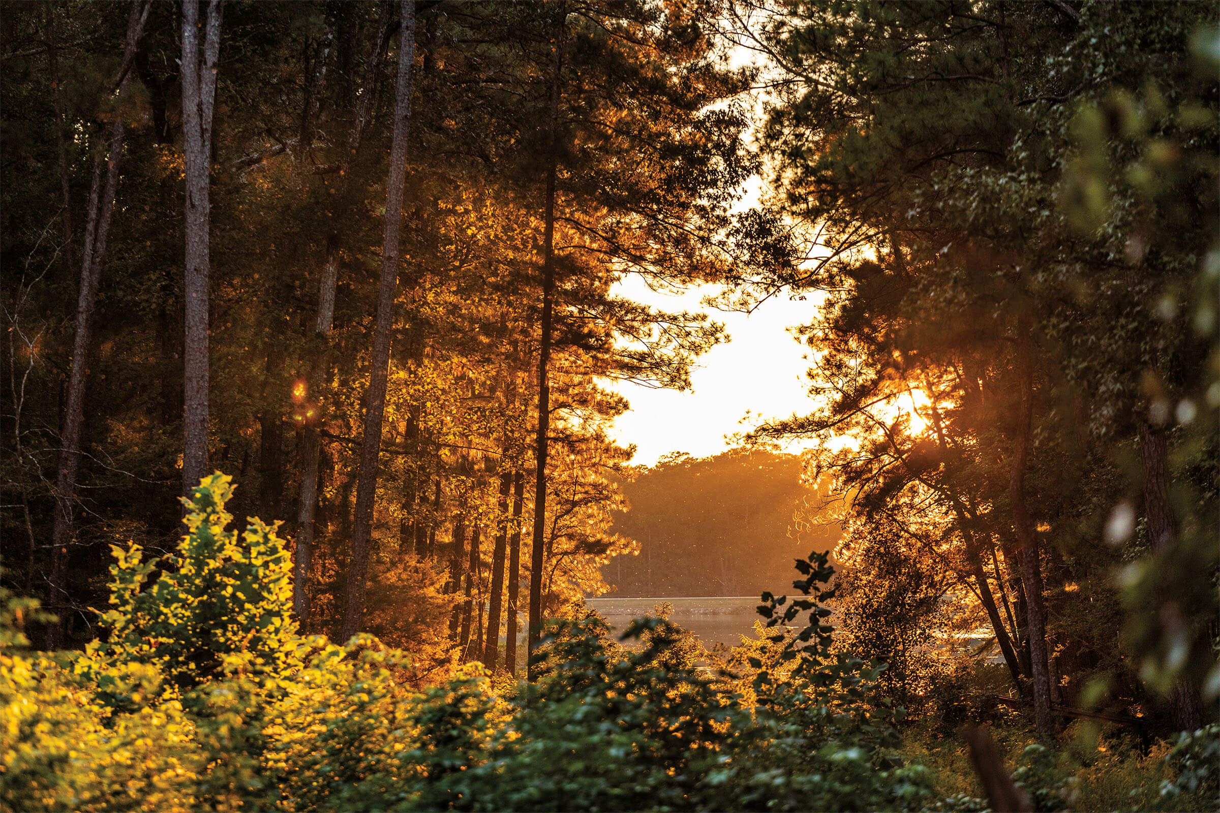 A golden sunset seen through tall pine trees above a dark green forest floor