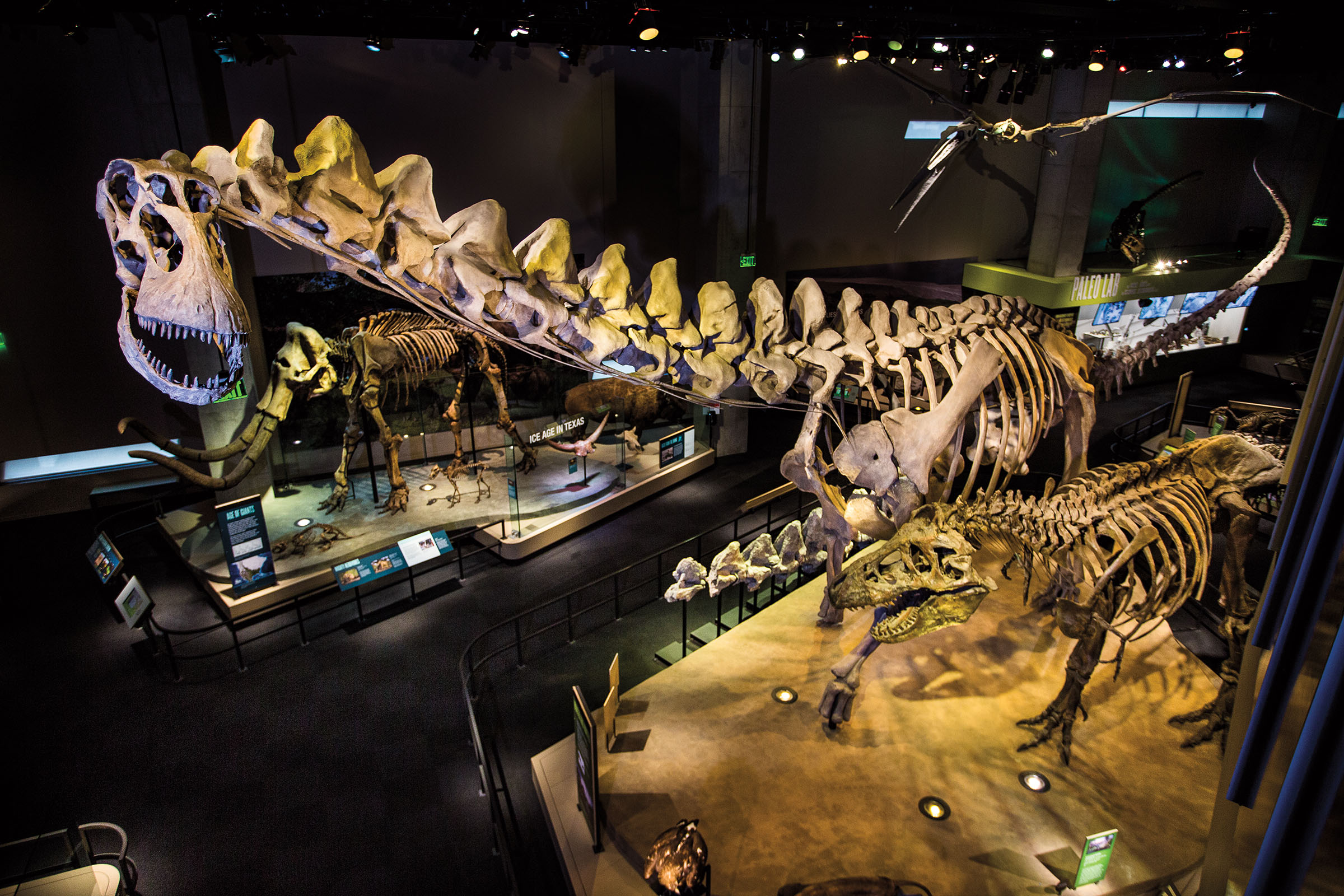 A large gray skeleton of a dinosaur towers over a second smaller skeleton inside of a museum