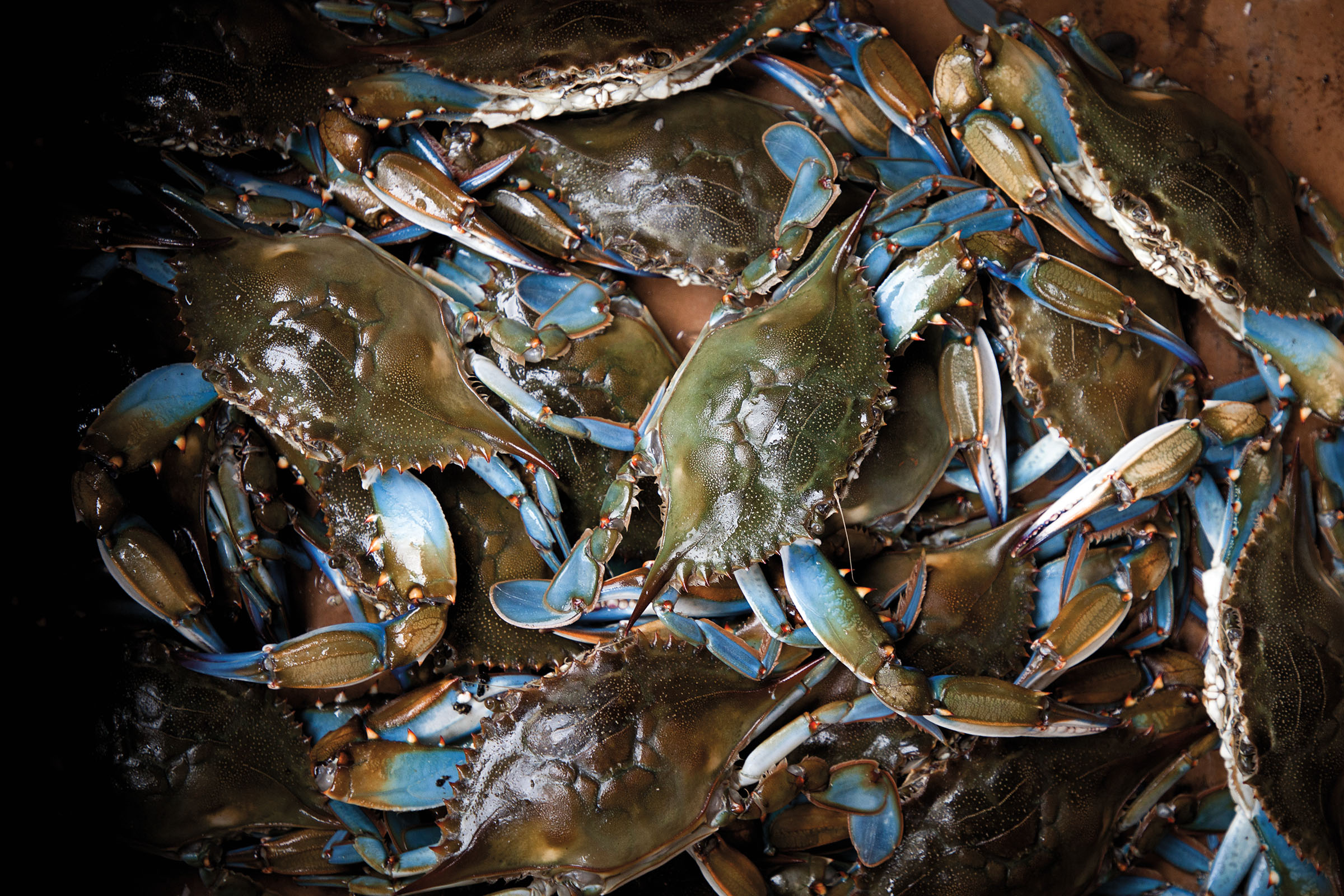 An overhead view of a pile of blue crabs
