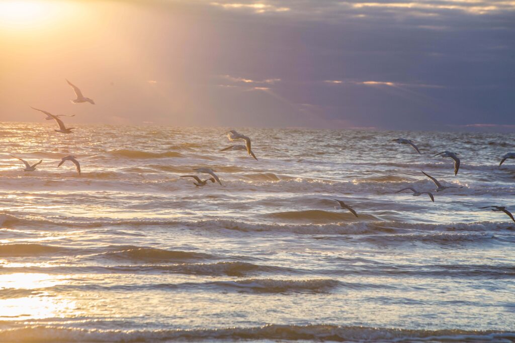 Color photo of the ocean and shore birds